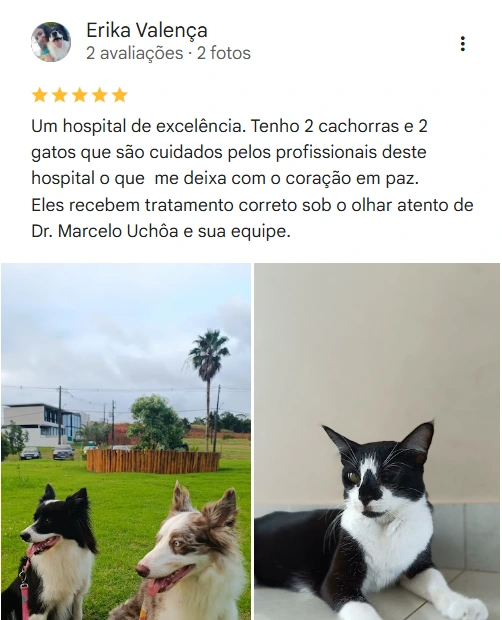 Avaliação real de tutor no Google